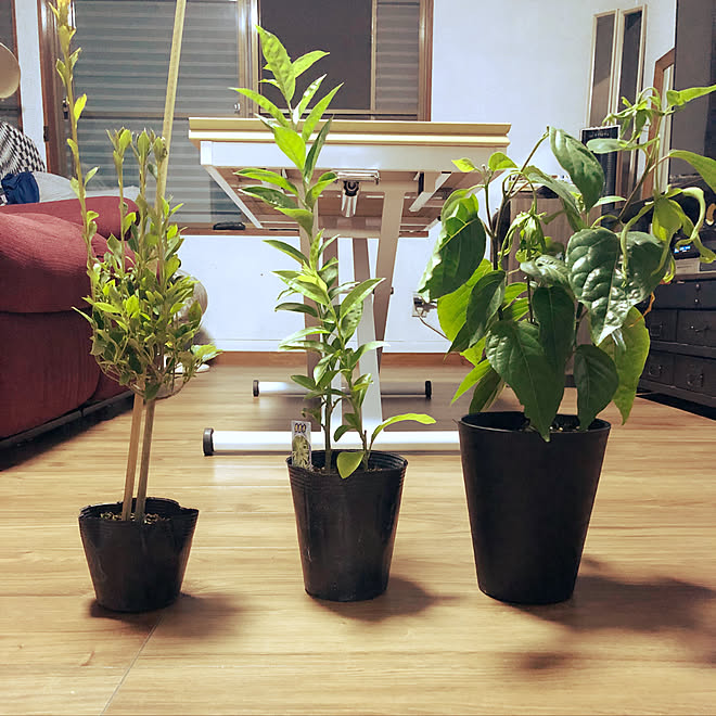 棚 夜香木 イランイラン ドウダンツツジ 観葉植物 などのインテリア実例 18 08 07 45 23 Roomclip ルームクリップ 棚 夜香木 イランイラン ドウダンツツジ 観葉植物 などのインテリア実例 18 08 07 45 23 Roomclip ルームクリップ