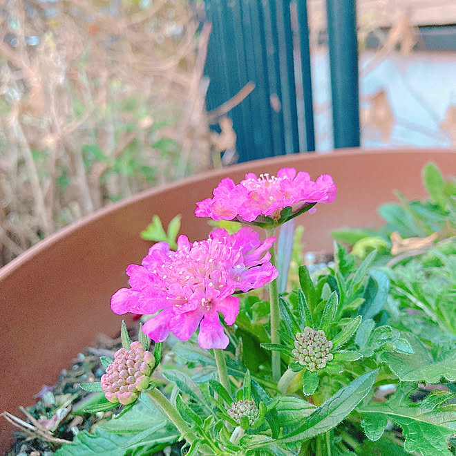 スカビオサ 鉢植え 花のある暮らし いいね フォローありがとうございます 見てくださってありがとうございます などのインテリア実例 22 03 11 17 54 50 Roomclip ルームクリップ