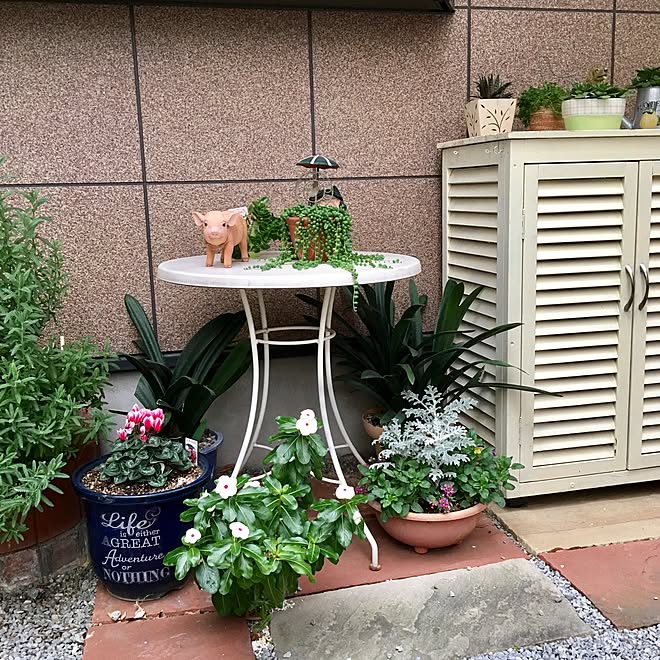 白くペイントした物入れ アロエみたいなやつ クンシラン カランコエ グリーンネックレス などのインテリア実例 16 11 26 09 03 16 Roomclip ルームクリップ