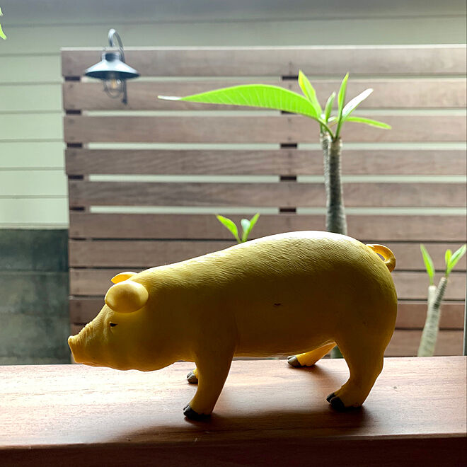 プルメリア 豚の置物 黄色い豚 窓際の風景 フォロー いいね ありがとうございます などのインテリア実例 06 08 07 42 05 Roomclip ルームクリップ