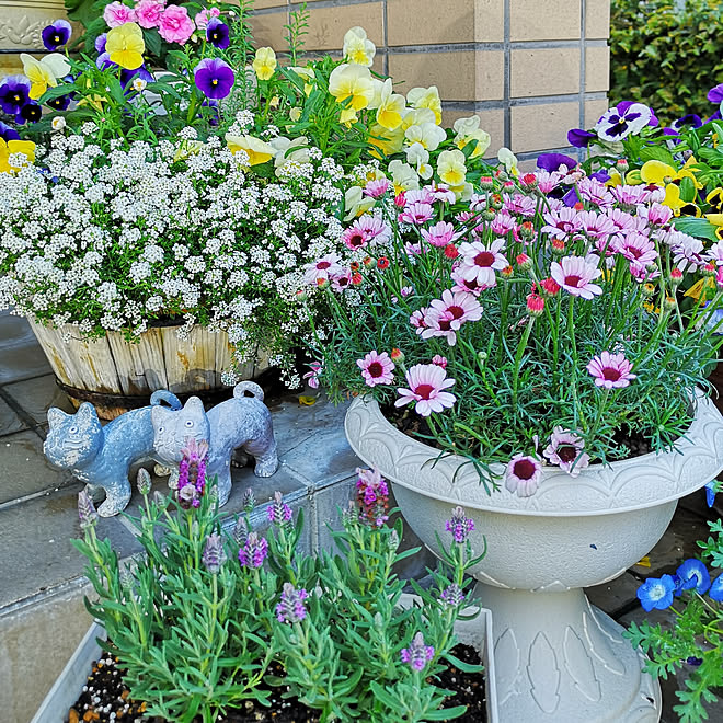 玄関 入り口 寄せ植え ローダンセマム ラベンダー お花のある暮らしのインテリア実例 19 05 02 15 50 12 Roomclip ルームクリップ