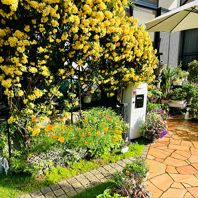 ハナビシソウ 寄せ植え 花壇 ビオラの寄せ植え 花を絶やさない庭にしたい などのインテリア実例 21 04 10 06 09 Roomclip ルームクリップ