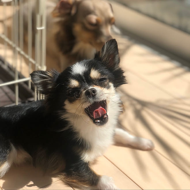 チワックス 犬 チワワ フローリング 大きな窓 などのインテリア実例 04 21 21 33 16 Roomclip ルームクリップ