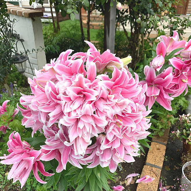 ブーケ ユリのいい香り ユリの花 ピンク 癒し などのインテリア実例 07 26 09 29 17 Roomclip ルームクリップ