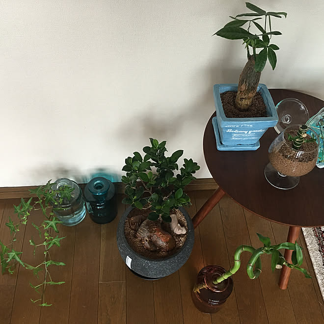 グリーンのある暮らし セラミックソイル リサイクルガラスの花瓶 アイビー ガジュマル などのインテリア実例 21 07 05 16 42 14 Roomclip ルームクリップ