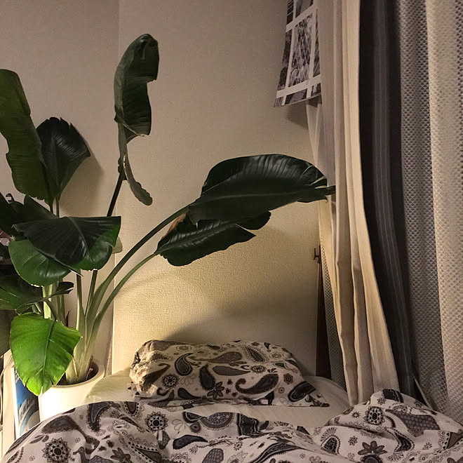 ベッドサイドに観葉植物置くのに憧れてた 一番落ち着く空間 愛しのオーガスタ オーガスタ 植物 などのインテリア実例 19 12 08 04 42 33 Roomclip ルームクリップ ベッドサイドに観葉植物置くのに憧れてた 一番落ち着く空間 愛しのオーガスタ オーガスタ 植物 などのインテリア実例 19 12 08 04 42 33 Roomclip ルームクリップ