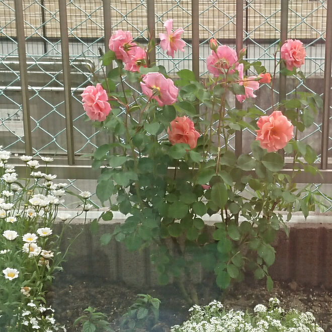 つるバラ 花壇 ガーデニング初心者 玄関 入り口 狭い庭のインテリア実例 19 05 28 14 21 44 Roomclip ルームクリップ