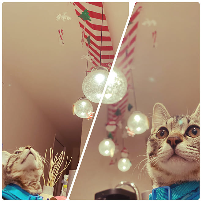 飛びかからないで/おはぎとゆう名前です/大人しい/ねこと暮らす/猫が 