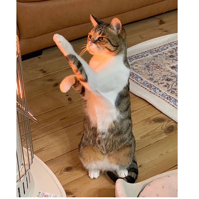 猫と暮らす コロナストーブ 猫大好き いつもいいねありがとうございます 無垢材の床 などのインテリア実例 22 02 19 13 49 26 Roomclip ルームクリップ