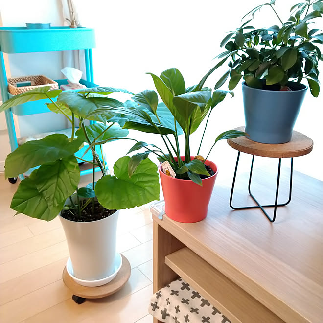 玄関 入り口 新商品買ったよ コメントお気遣いなく スッキリ暮らしたい 観葉植物 などのインテリア実例 03 02 13 22 41 Roomclip ルームクリップ 玄関 入り口 新商品買ったよ コメントお気遣いなく スッキリ暮らしたい 観葉植物 などのインテリア実例 03 02 13 22 41 Roomclip ルームクリップ