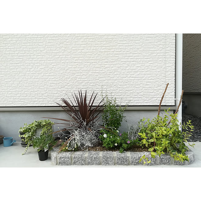 玄関 入り口 植栽 植栽初心者 植栽スペース コルジリネ レッドスター などのインテリア実例 07 01 17 09 30 Roomclip ルームクリップ 玄関 入り口 植栽 植栽初心者 植栽スペース コルジリネ レッドスター などのインテリア実例 07 01 17 09 30 Roomclip ルームクリップ