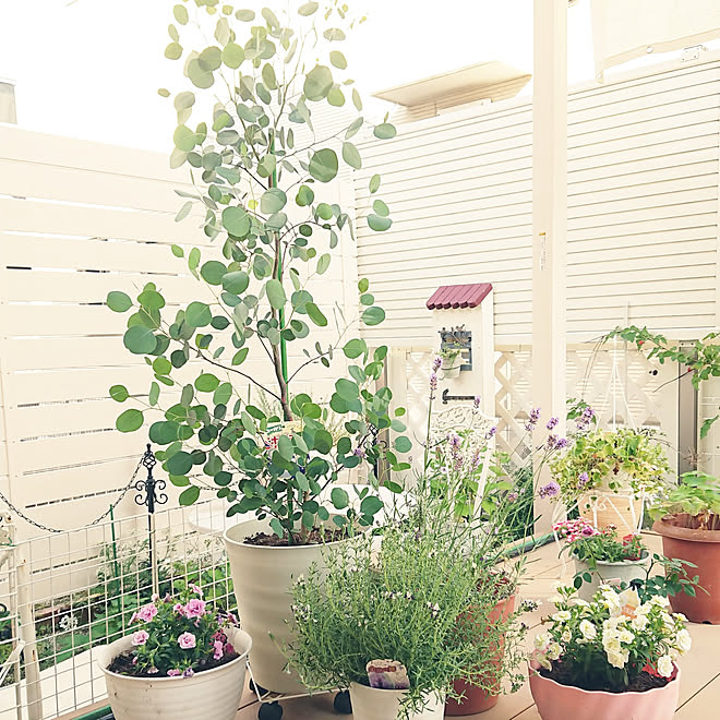玄関 入り口 ウッドデッキの上で植え替え ポポラスが可愛くて可愛くて 虫 触れません 見れません ラベンダーの香り などのインテリア実例 21 05 19 18 12 15 Roomclip ルームクリップ 玄関 入り口 ウッドデッキの上で植え替え ポポラスが可愛くて可愛くて 虫 触れません 見れません ラベンダーの香り などのインテリア実例 21 05 19 18 12 15 Roomclip ルームクリップ