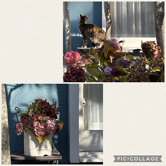 剪定作業 花木の剪定 安行四季咲きアジサイ 21年 ガーデニング などのインテリア実例 21 12 19 15 08 08 Roomclip ルームクリップ