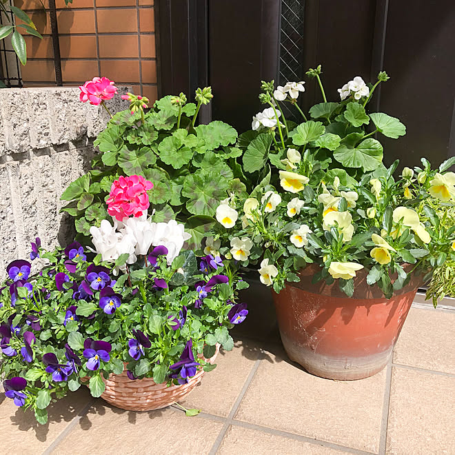 春のお花 アリッサム ゼラニウム ガーデンシクラメン ビオラ などのインテリア実例 22 03 25 17 23 22 Roomclip ルームクリップ