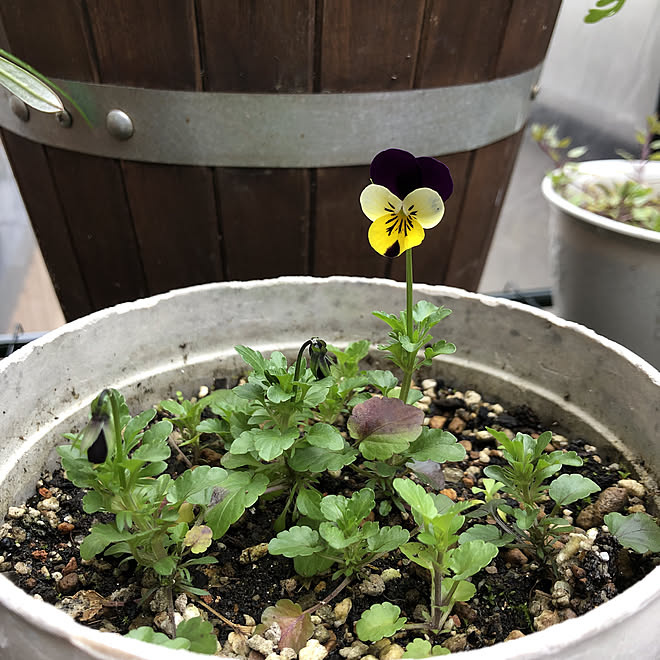 種から育てたビオラ ビオラ 二世帯住宅の二階 植物のある暮らし 癒し などのインテリア実例 21 03 16 15 11 Roomclip ルームクリップ