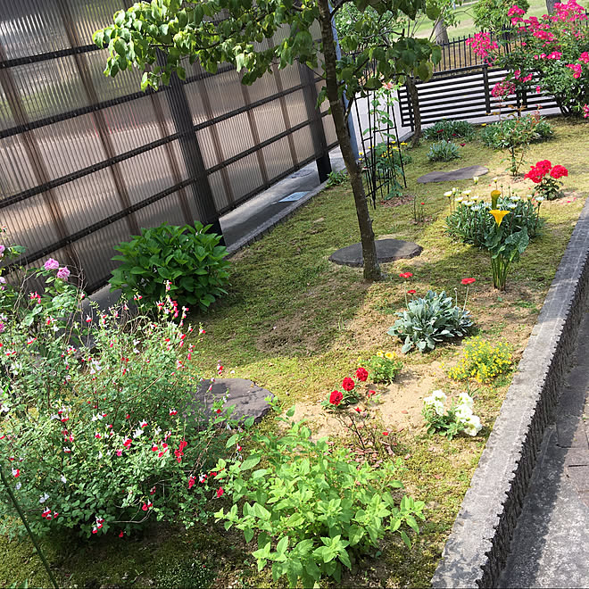レモンバーム ハナミズキ 紫陽花 薔薇のある庭 ガーデニング などのインテリア実例 06 03 13 28 50 Roomclip ルームクリップ