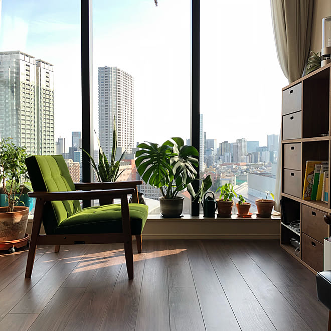 リビング モンステラ 観葉植物 植物棚 マンション などのインテリア実例 19 02 10 17 56 15 Roomclip ルームクリップ