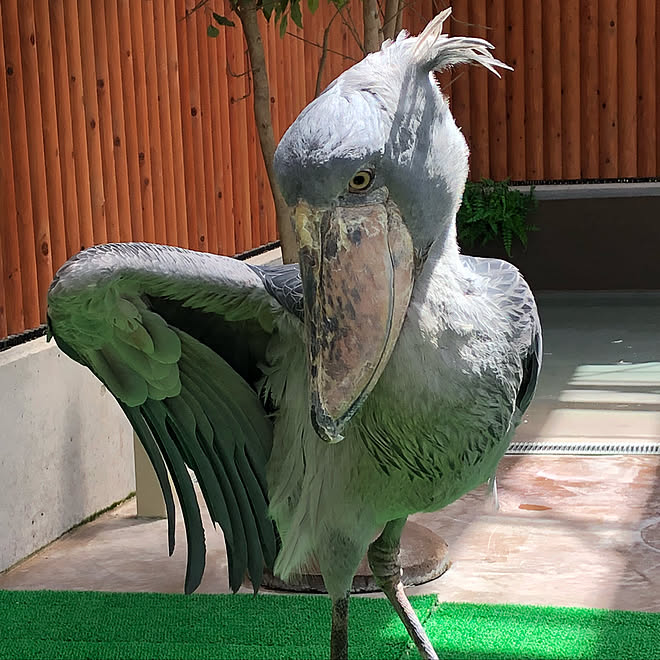 ハシビロコウのふたば 掛川花鳥園のインテリア実例 18 07 03 18 53 Roomclip ルームクリップ