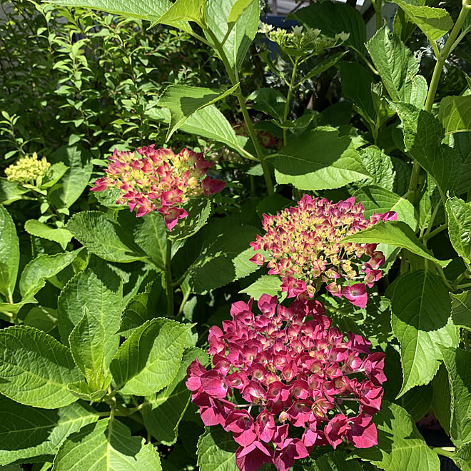 紫陽花が好き パリジェンヌ いいね ありがとう ドライフラワーのある暮らし 花とグリーンのある暮らし などのインテリア実例 21 05 30 13 42 25 Roomclip ルームクリップ