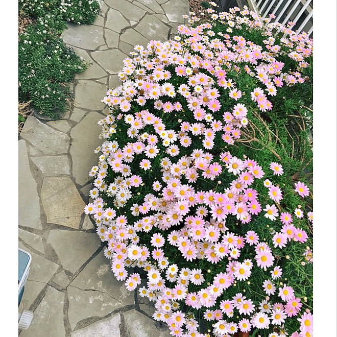 木質化マーガレット マーガレット ガーデニング 庭の花 春の花 などのインテリア実例 22 04 07 18 47 49 Roomclip ルームクリップ