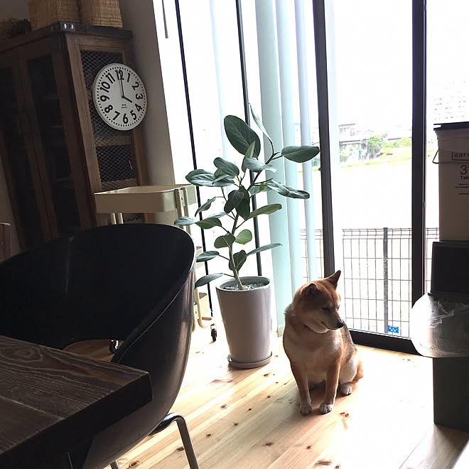 吐き出し窓/ゴミ箱/観葉植物のある部屋/ダイニングテーブル/ダイニングテーブル＆チェア&hellip;などのインテリア実例 20170525