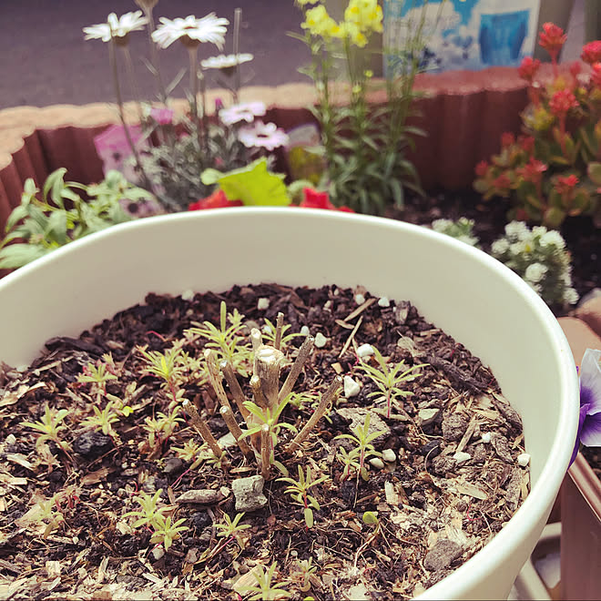 コキア 鉢植え 花壇 玄関アプローチ ガーデニング などのインテリア実例 03 29 15 23 45 Roomclip ルームクリップ