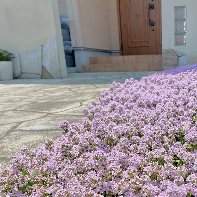 増やせます ピンク色の花 グリーピングタイム お花のある暮らし コメントスルーで大丈夫です などのインテリア実例 22 05 04 11 29 21 Roomclip ルームクリップ
