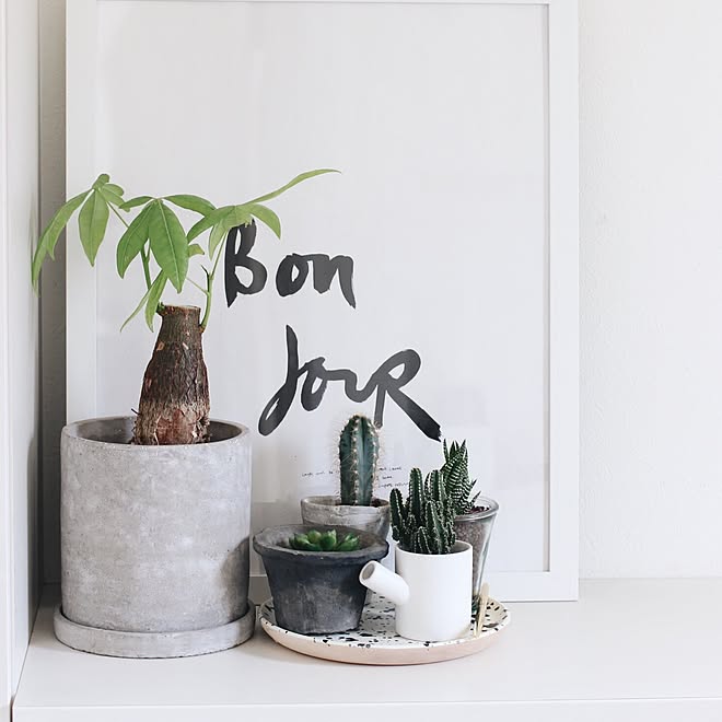 玄関 入り口 楽天room 楽天市場 多肉植物 サボテン などのインテリア実例 17 05 12 09 05 10 Roomclip ルームクリップ