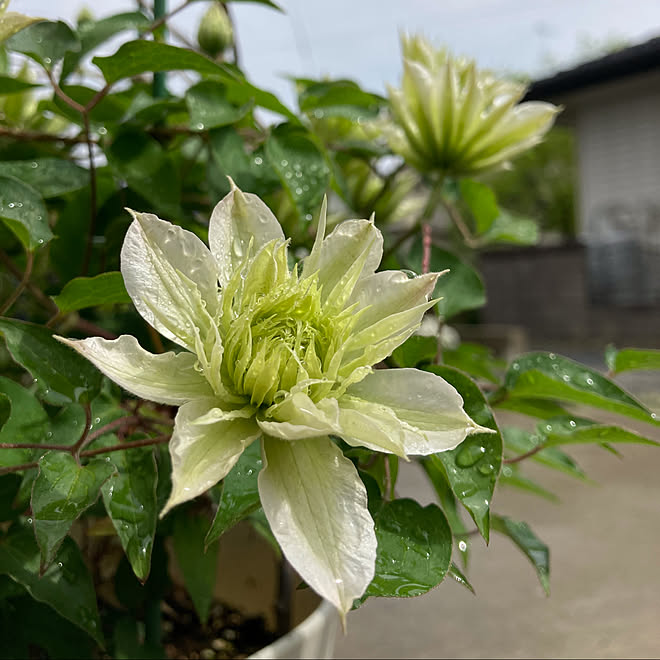 にわのある暮らし 癒し 花のある暮らし 季節の花 ガーデニング などのインテリア実例 22 04 18 14 31 46 Roomclip ルームクリップ