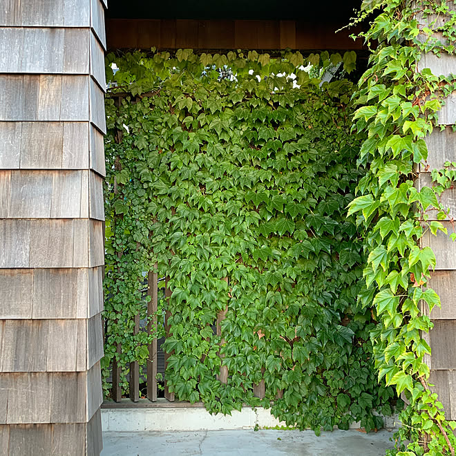 レッドシダーの外壁 レッドシダー ナツヅタ 植物 ウッドデッキgarden などのインテリア実例 09 15 06 28 44 Roomclip ルームクリップ