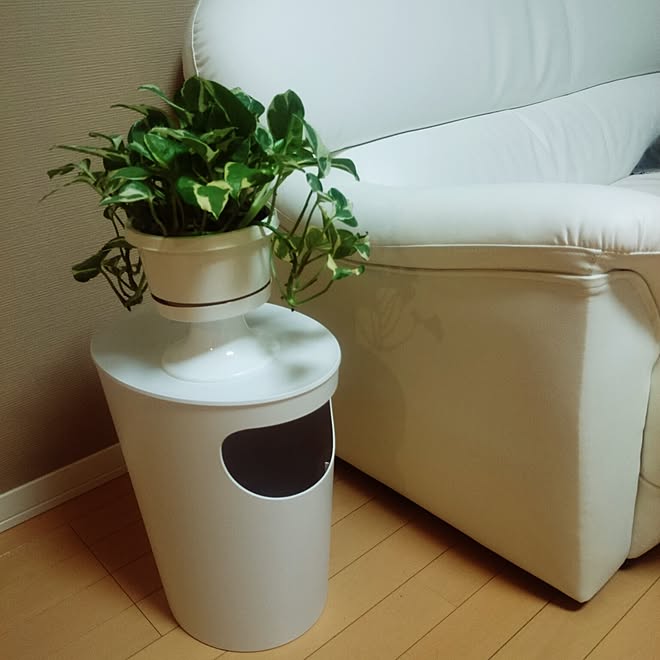 ディノス ゴミ箱 観葉植物のある部屋 ポトスエンジョイ ホワイトインテリア などのインテリア実例 17 06 06 22 47 56 Roomclip ルームクリップ ディノス ゴミ箱 観葉植物のある部屋 ポトスエンジョイ ホワイトインテリア などのインテリア実例 17 06 06 22 47 56 Roomclip ルームクリップ