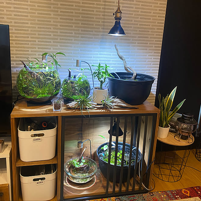 ペンダントライトdiy ペンダントライト 植物育成ライト ダイソーエアープランツ エアープランツ初心者 などのインテリア実例 21 10 25 18 45 48 Roomclip ルームクリップ