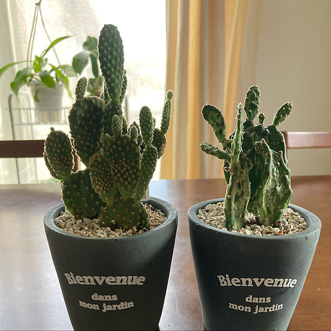 多肉植物 多肉植物のある暮らし リビング サボテンのインテリア実例 21 09 10 27 26 Roomclip ルームクリップ