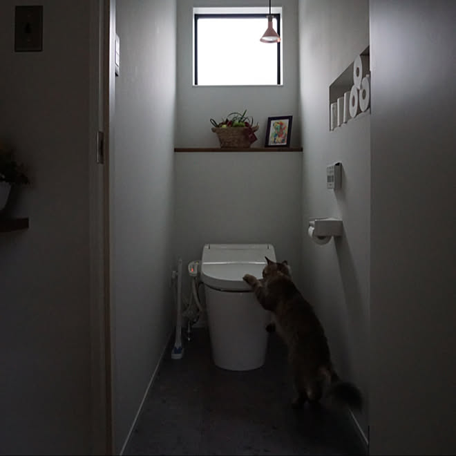 ニッチ 花を飾る 花のある暮らし バス トイレのインテリア実例 21 05 19 08 04 33 Roomclip ルームクリップ ニッチ 花を飾る 花のある暮らし バス トイレのインテリア実例 21 05 19 08 04 33 Roomclip ルームクリップ
