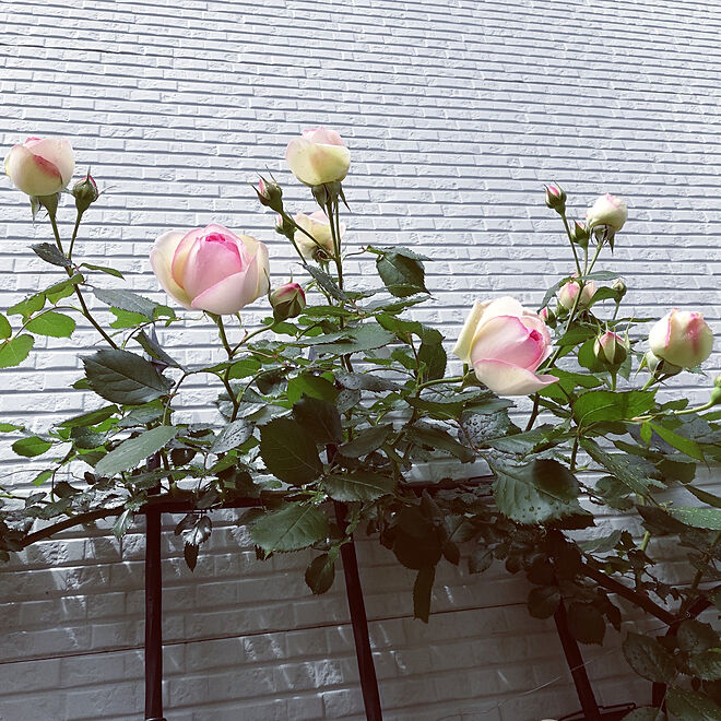 玄関 入り口 薔薇 トレリス 2年目 自作花壇 などのインテリア実例 21 05 06 11 42 02 Roomclip ルームクリップ