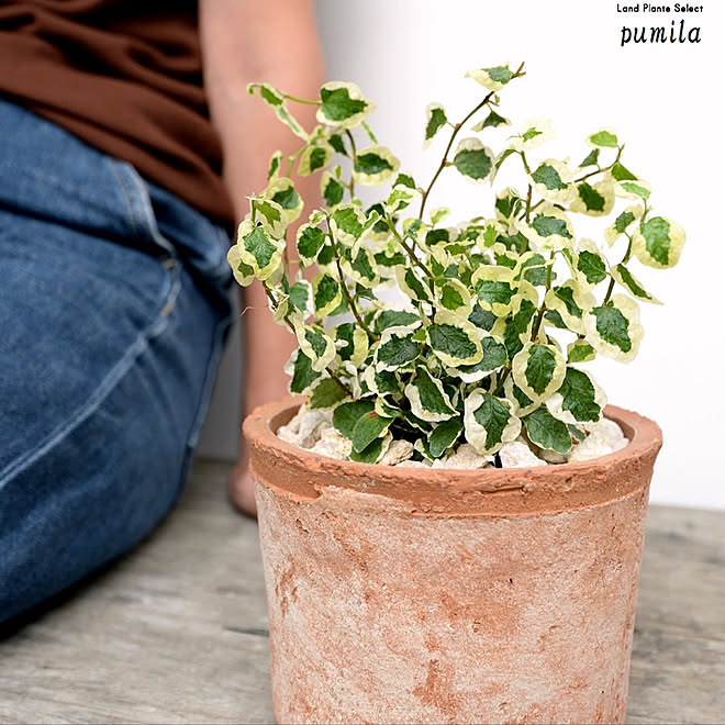 ランドリールーム プミラ 玄関ガーデン 北欧インテリア ナチュラル などのインテリア実例 09 16 13 37 50 Roomclip ルームクリップ