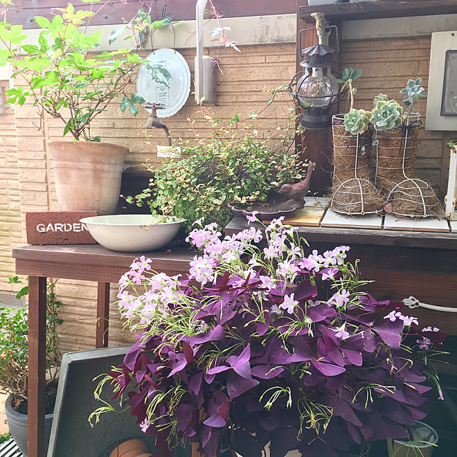オキザリス紫の舞 海外インテリアに憧れる No Green No Life ブロカントの庭に憧れる べらンダガーデン などのインテリア実例 05 29 19 47 29 Roomclip ルームクリップ