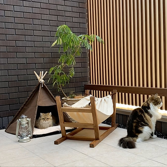 キャンプ/おうちキャンプ/テラスのある暮らし/テラス/猫と暮らすインテリア&hellip;などのインテリア実例 20201003 2203