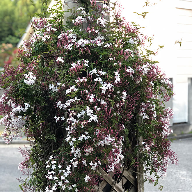 電柱隠し 電柱 ハゴロモジャスミン ジャスミンの花 ジャスミン などのインテリア実例 05 04 13 05 Roomclip ルームクリップ