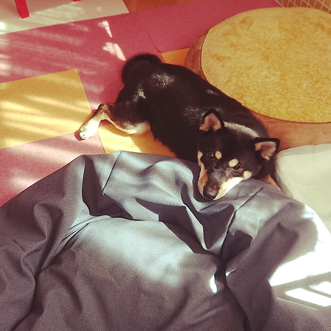 柴犬 犬バカ びすけ Rc柴犬の会 部屋全体のインテリア実例 10 01 13 40 54 Roomclip ルームクリップ