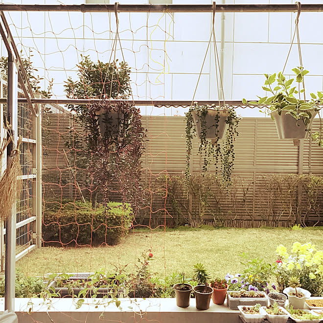 緑のカーテン 多肉植物 ハンギングプランター 専用庭 ベランダのインテリア実例 19 04 14 16 30 38 Roomclip ルームクリップ