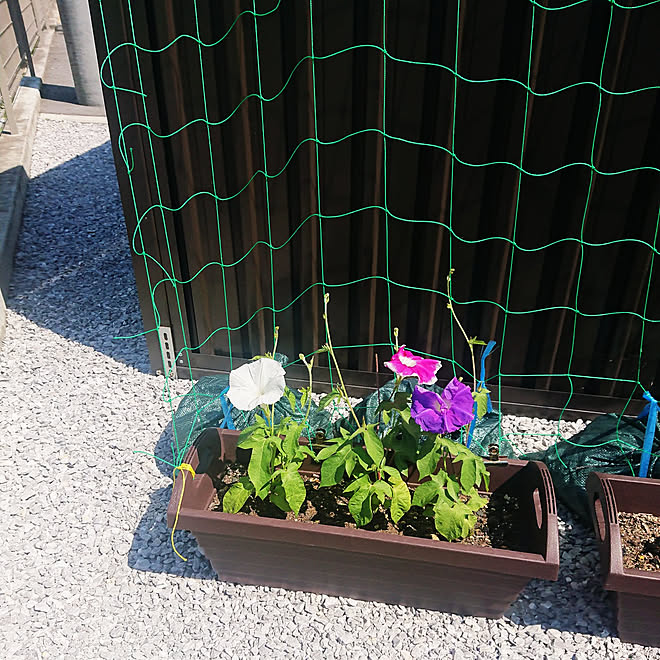 玄関 入り口 朝顔 グリーンカーテンにチャレンジ 咲きました こどもと暮らす などのインテリア実例 22 07 02 09 39 13 Roomclip ルームクリップ