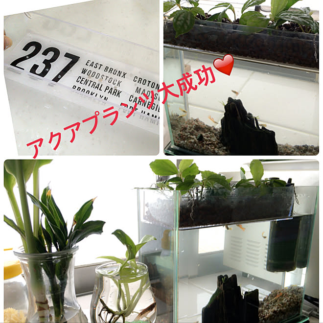 キッチン 水耕栽培でアクアプランツ アクアプランツ 癒しの空間 好きなもの などのインテリア実例 17 07 25 12 31 41 Roomclip ルームクリップ
