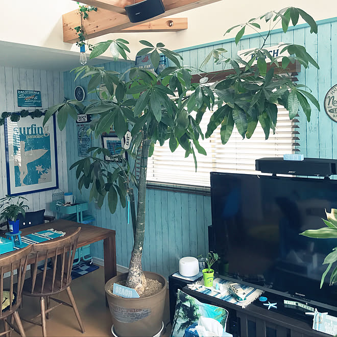 部屋全体 パキラ 観葉植物 サーファーズインテリア 西海岸風 インテリア などのインテリア実例 18 03 10 10 10 58 Roomclip ルームクリップ 部屋全体 パキラ 観葉植物 サーファーズインテリア 西海岸風 インテリア などのインテリア実例 18 03 10 10 10 58 Roomclip ルームクリップ