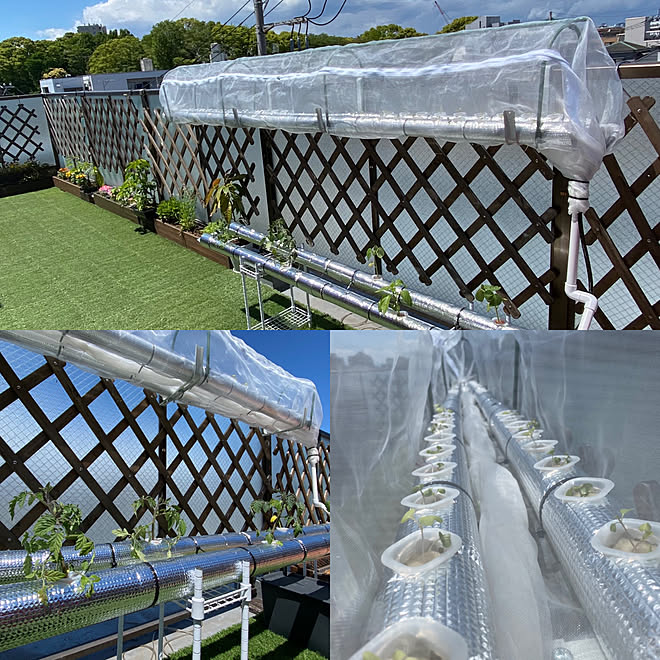 ガーデニング ルーフバルコニー 家庭菜園 水耕栽培 玄関 入り口のインテリア実例 21 05 04 15 54 06 Roomclip ルームクリップ ガーデニング ルーフバルコニー 家庭菜園 水耕栽培 玄関 入り口のインテリア実例 21 05 04 15 54 06 Roomclip ルームクリップ