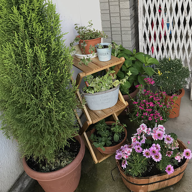 玄関 入り口 植物 アイビー シンプル 紫陽花 などのインテリア実例 19 05 04 16 56 07 Roomclip ルームクリップ