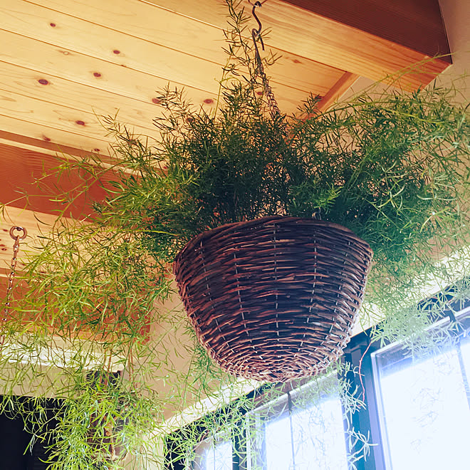 アスパラガススプレンゲリー アスパラガス スプレンゲリー 観葉植物 窓 リビング などのインテリア実例 08 19 12 16 25 Roomclip ルームクリップ アスパラガススプレンゲリー アスパラガス スプレンゲリー 観葉植物 窓 リビング などのインテリア実例 08 19 12 16 25 Roomclip ルームクリップ