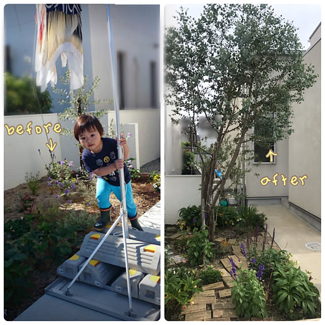 オリーブの木 ユーカリ シンボルツリー 玄関 入り口のインテリア実例 21 05 23 09 03 00 Roomclip ルームクリップ オリーブの木 ユーカリ シンボルツリー 玄関 入り口のインテリア実例 21 05 23 09 03 00 Roomclip ルームクリップ