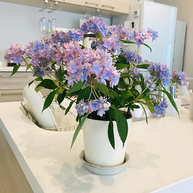 紫陽花大好き 紫陽花 マルルー アジサイ プチ贅沢 などのインテリア実例 21 04 14 11 33 51 Roomclip ルームクリップ 紫陽花大好き 紫陽花 マルルー アジサイ プチ贅沢 などのインテリア実例 21 04 14 11 33 51 Roomclip ルームクリップ