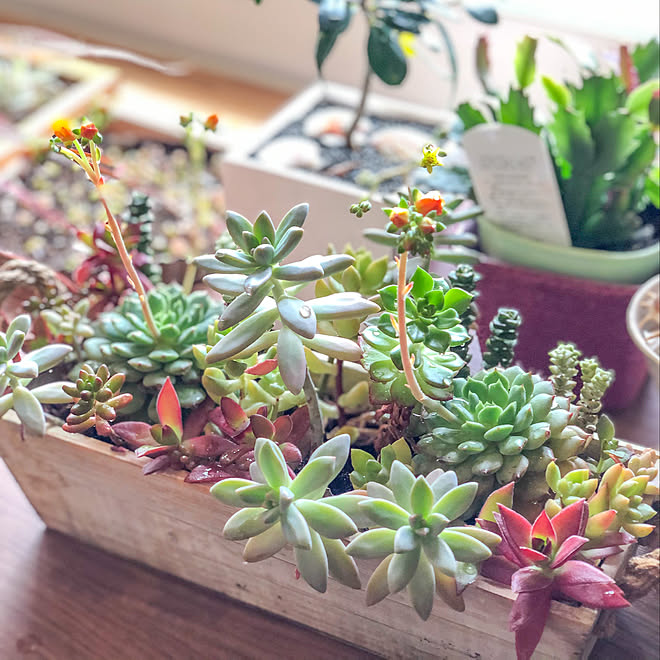 火祭り エケベリア 秋麗 多肉の花 プランターdiy などのインテリア実例 03 05 17 15 33 Roomclip ルームクリップ